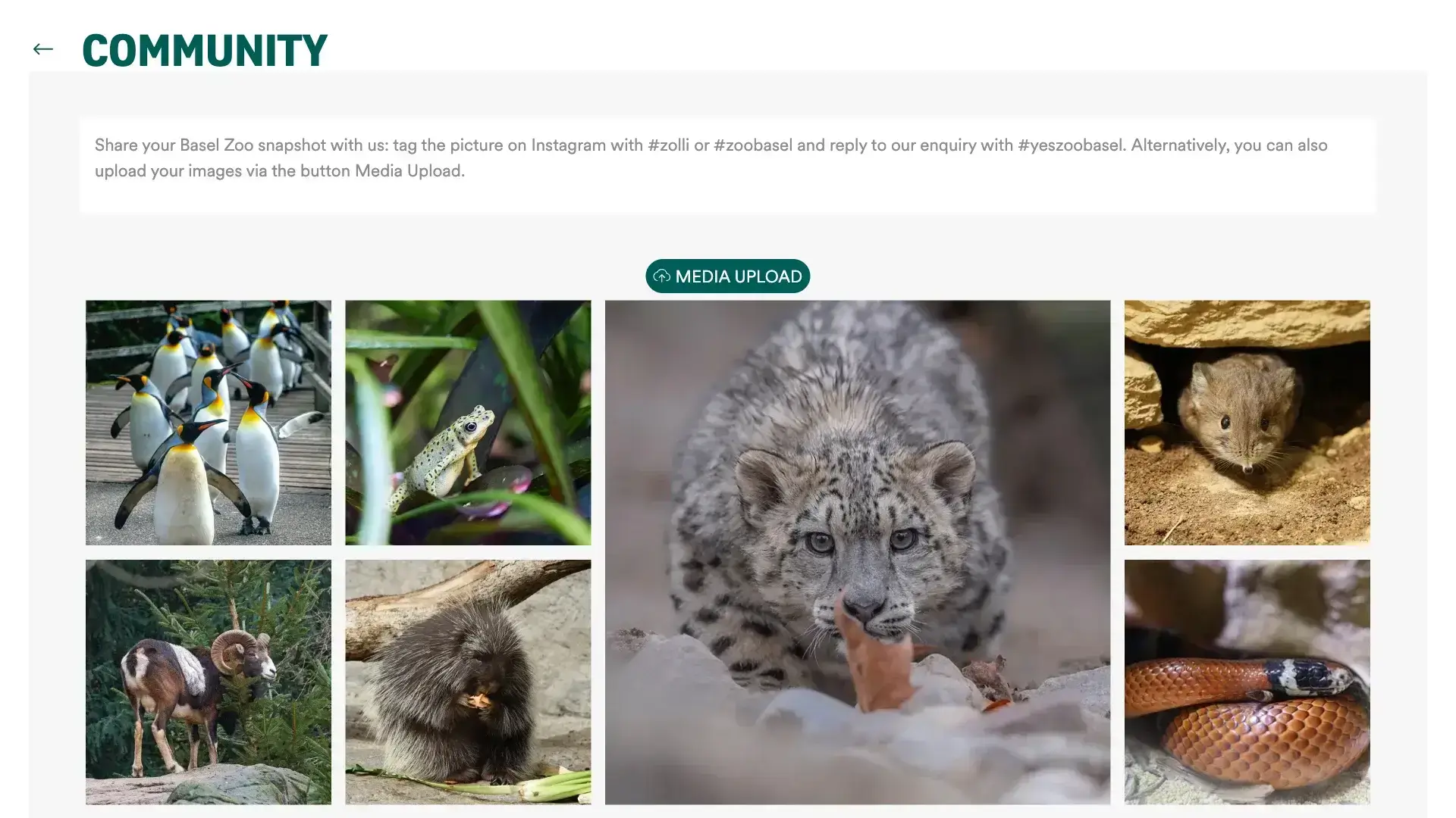 zoobasel-ugc-community